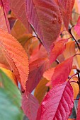 PRUNUS FRAGRANT CLOUD