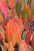 PRUNUS FRAGRANT CLOUD