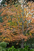 QUERCUS FRAINETTO