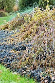 RUBUS COCKBURNIANUS GOLDENVALE, AGM, OPHIOPOGON PLANISCAPUS NIGRESCENS