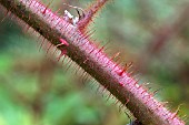 RUBUS PHOENICOLASIUS