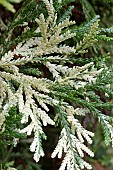 THUJOPSIS DOLABRATA VARIEGATA