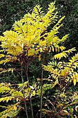 TOONA SINENSIS FLAMINGO