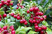 VACCINIUM VITIS-IDEA  RED CANDY