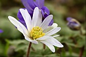 ANEMONE BLANDA ALBA