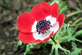 ANEMONE CORONARIA HOLLANDIA