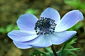 ANEMONE CORONARIA LORD LIEUTENANT