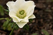 ANEMONE CORONARIA THE BRIDE