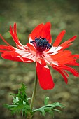 ANEMONE CORONARIA THE GOVERNOR