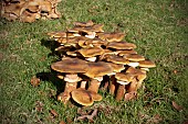 ARMILLARIA MELLEA