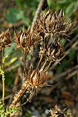 BERKHEYA PURPUREA