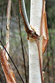 BETULA UTILIS SNOW QUEEN