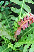 BLECHNUM BRASILIENSE VOLCANO