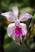 CATTLEYA CYPHERI