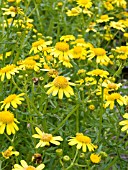 SENECIO SQUALIDUS (OXFORD RAGWORT)