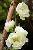 CHAENOMELES SPECIOSA LEMON SORBET