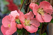 CHAENOMELES X SUPERBA PINK LADY