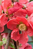 CHAENOMELES X SUPERBA RED TRAIL