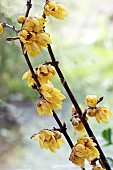 CHIMONANTHUS PRAECOX