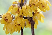 CHIMONANTHUS PRAECOX