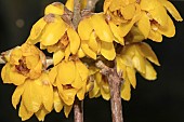 CHIMONANTHUS PRAECOX