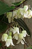 CLEMATIS UROPHYLLA WINTER BEAUTY