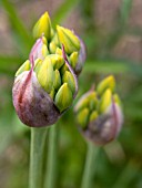 ALLIUM MOLY BUD