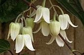 CLEMATIS UROPHYLLA WINTER BEAUTY