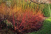 CORNUS SANGUINEA ANNYS WINTER ORANGE, AGM, SALIX X FRAGLIS JAUNE HATIVE