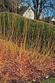 CORNUS SANGUINEA ANNYS WINTER ORANGE,