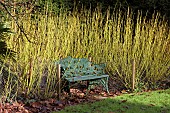 CORNUS SERICEA FLAVIRAMEA