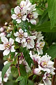 DEUTZIA HYBRIDA CHERRY DREAM