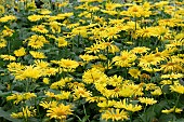 DORONICUM LITTLE LEO