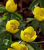 ERANTHIS HYEMALIS