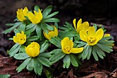 ERANTHIS HYEMALIS