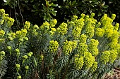 EUPHORBIA CHARACIAS