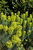 EUPHORBIA CHARACIAS