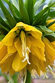 FRITILLARIA IMPERIALIS LUTEA