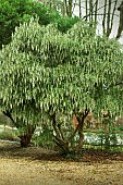 GARRYA ELLIPTICA