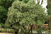 GARRYA ELLIPTICA