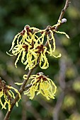 HAMAMELIS X INTERMEDIA ARNOLD PRIMROSE