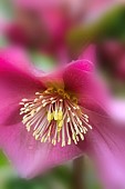 HELLEBORUS HGC ICE N ROSES RED (COSEH 4100),