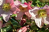 HELLEBORUS WALBERTONS ROSEMARY (WALHERO)