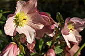 HELLEBORUS WALBERTONS ROSEMARY (WALHERO)