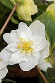 HELLEBORUS NIGER HGC SNOW FRILLS (COSCH230)