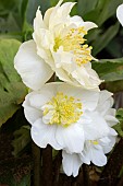 HELLEBORUS NIGER HGC SNOW FRILLS (COSCH230)