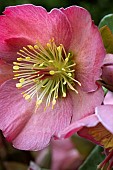 HELLEBORUS PURPURESCENS FROSTKISS SERIES PENNYS PINK (ABCRD01)
