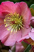 HELLEBORUS PURPURESCENS FROSTKISS SERIES PENNYS PINK (ABCRD01)