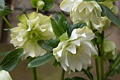 HELLEBORUS X HYBIDUS DOUBLE WHITE