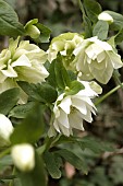 HELLEBORUS X HYBIDUS DOUBLE WHITE